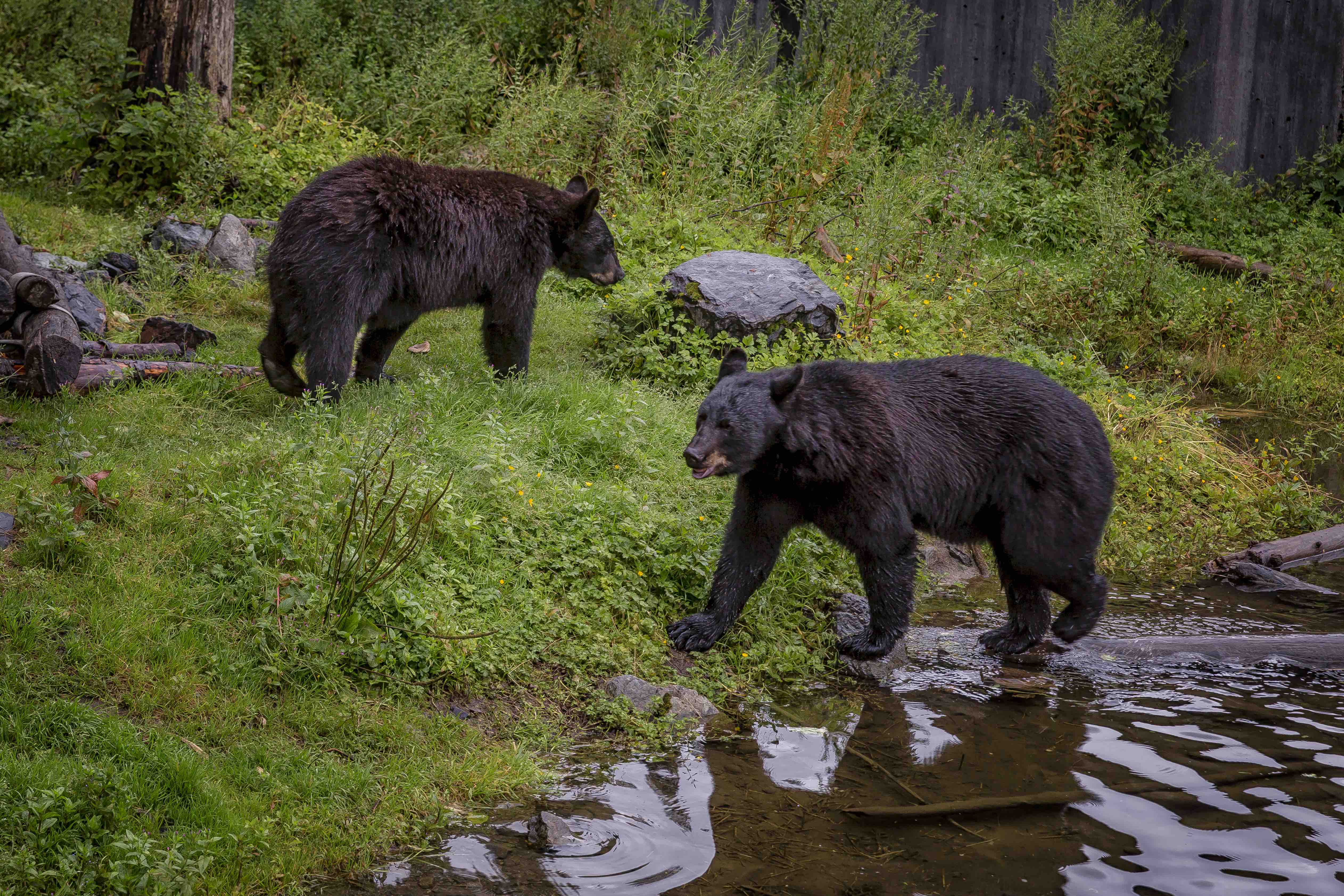 A couple of Black Bears roaming along the lush riverbed