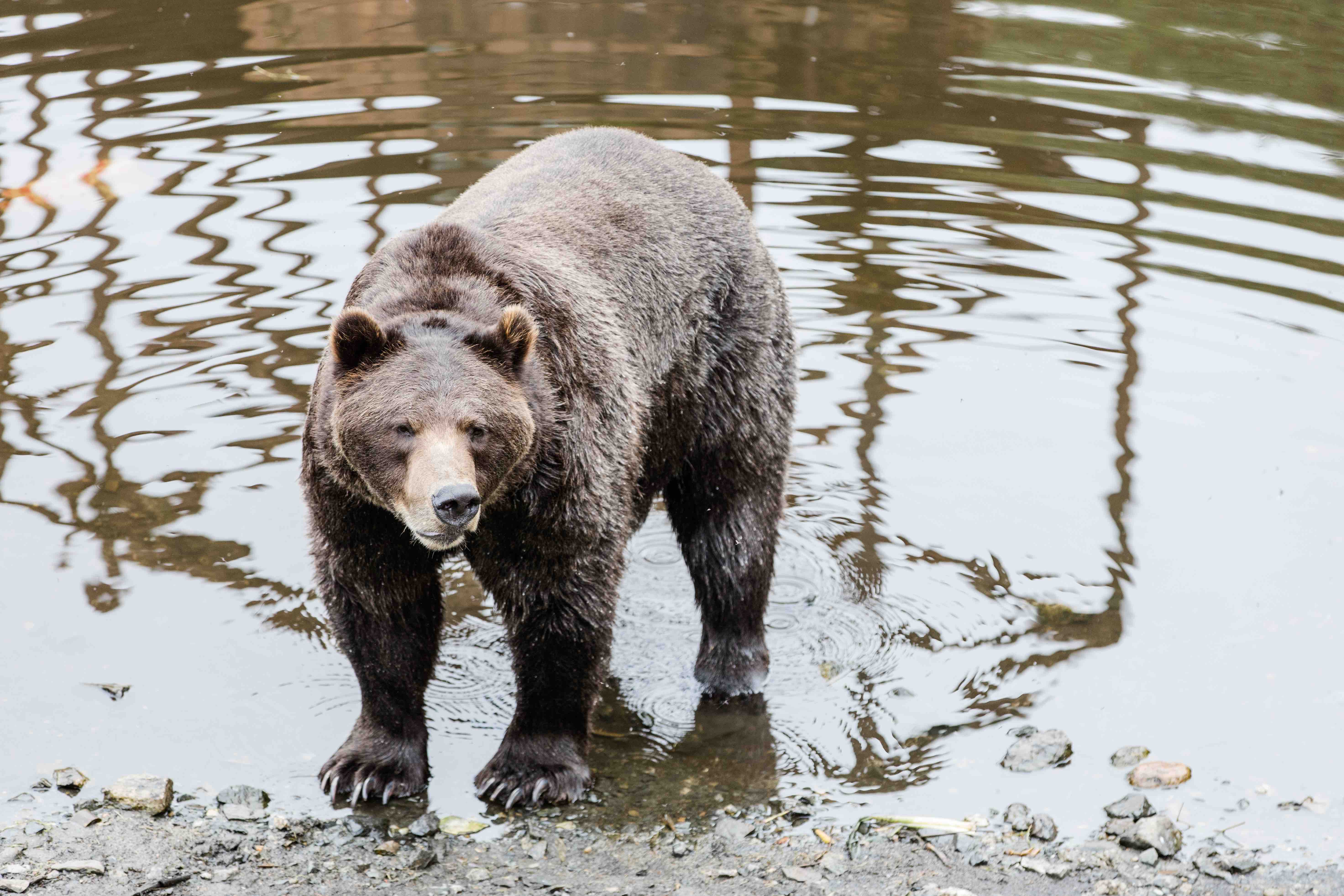 A dark brown grizzly bear looks towards the camera on all fours along the lakeshore.