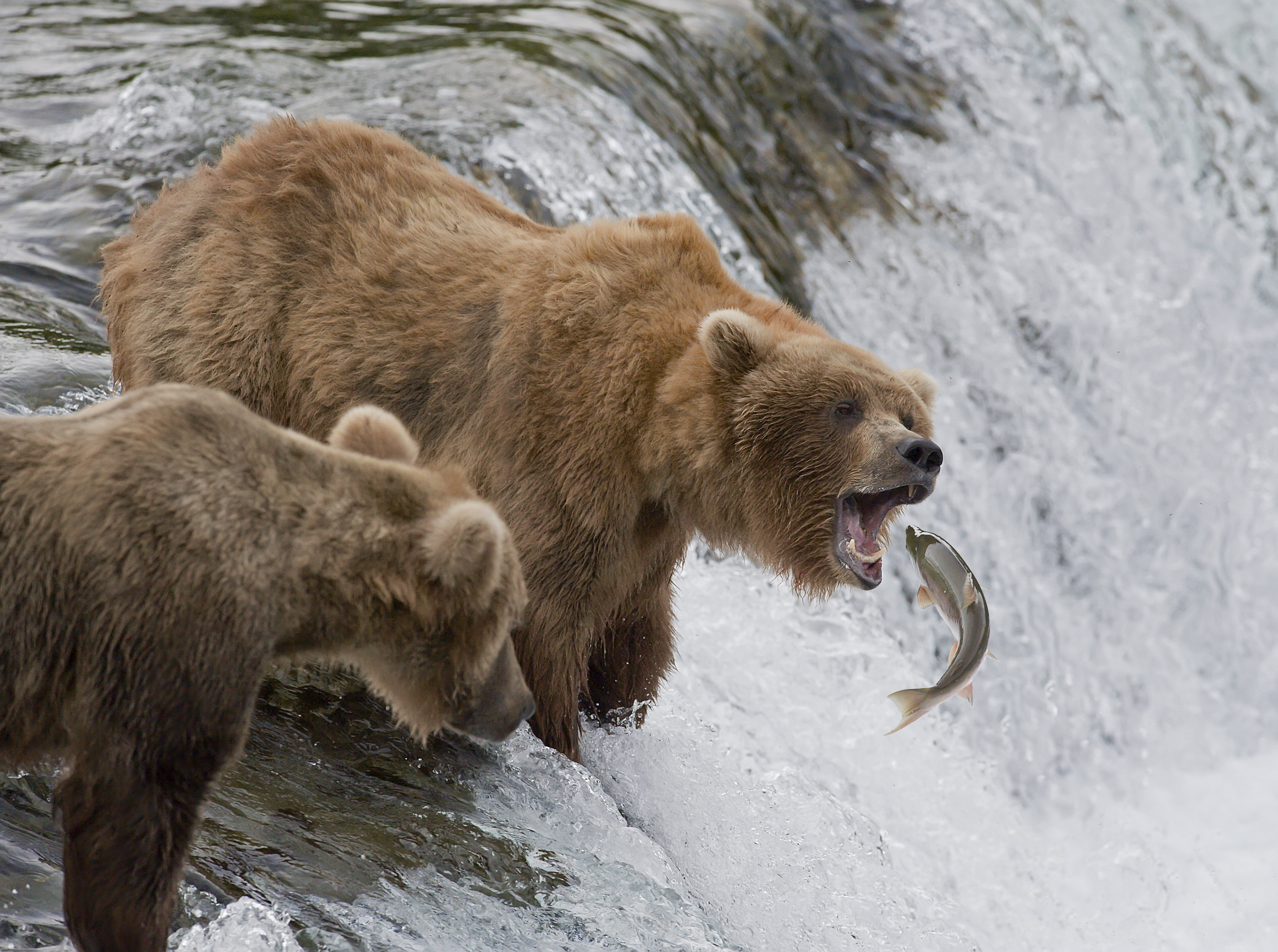 Two Kodiak bears catch fish as they jump upstream near a waterfall.