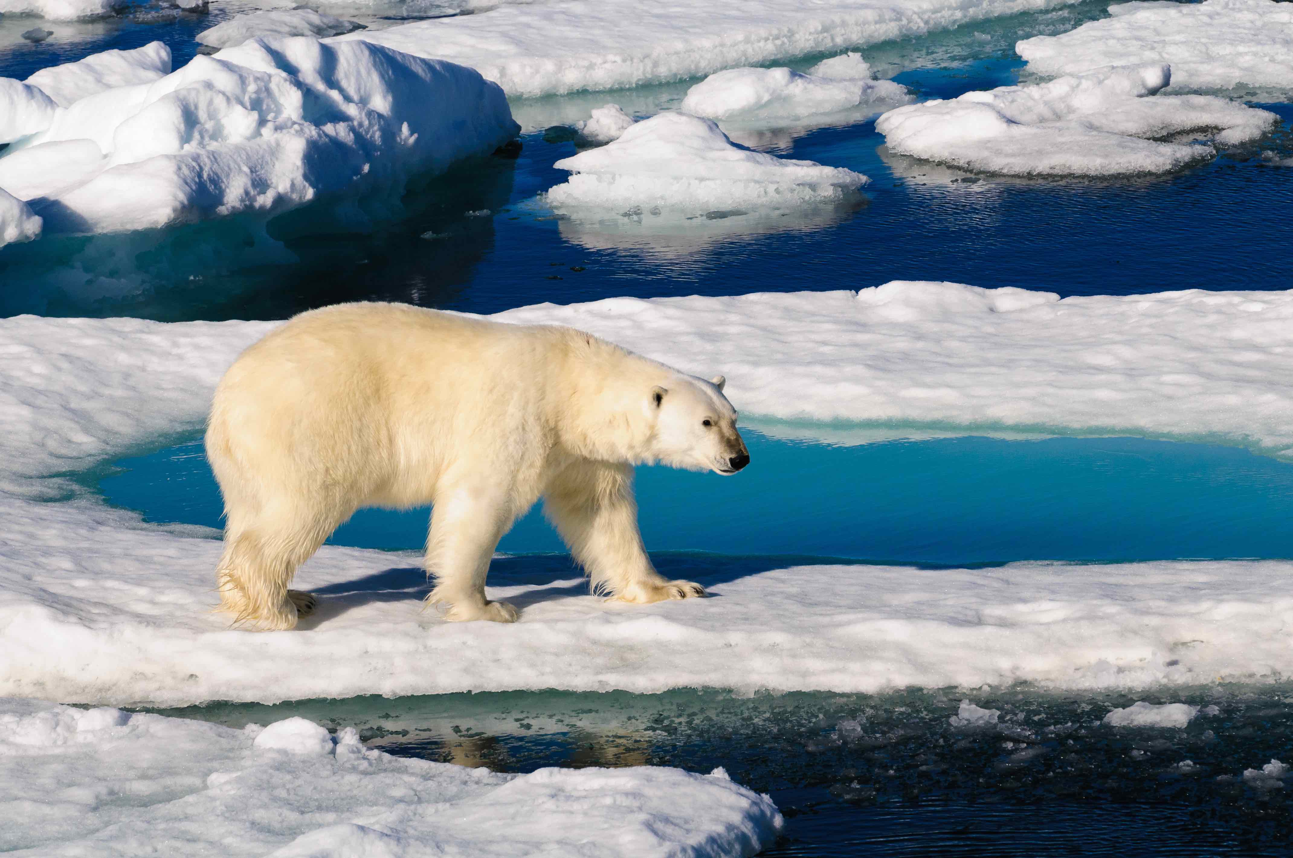 A single polar bear on all fours walking on the Arctic Ocean’s ice