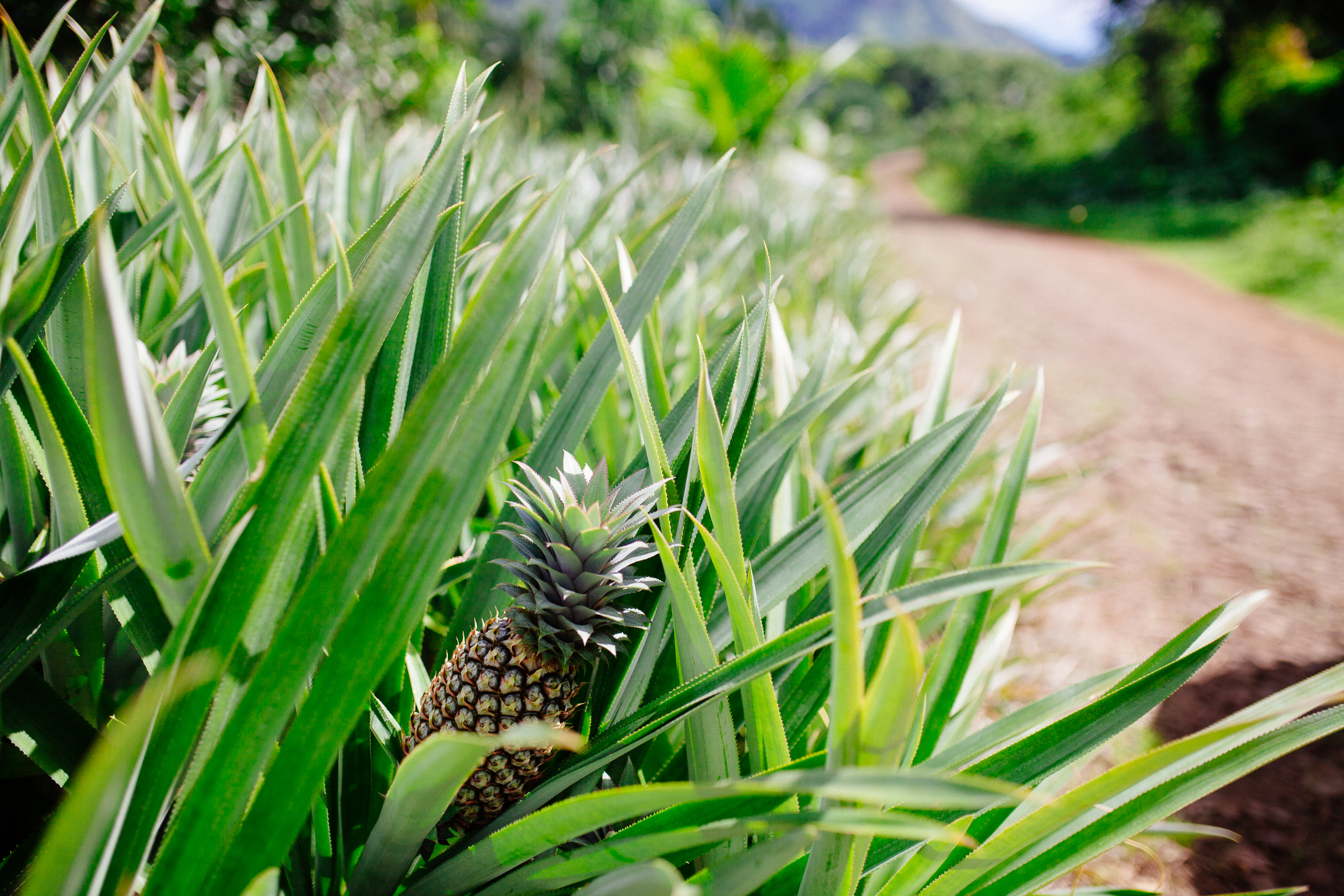 Tahiti Pineapple