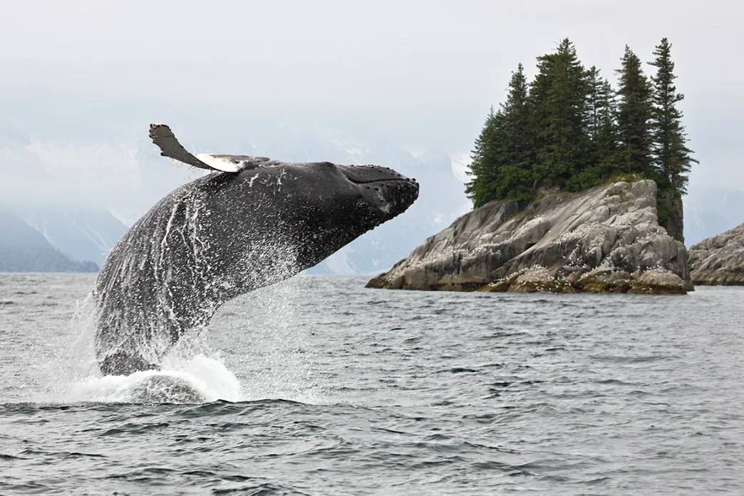 Whale breaching in Alaska