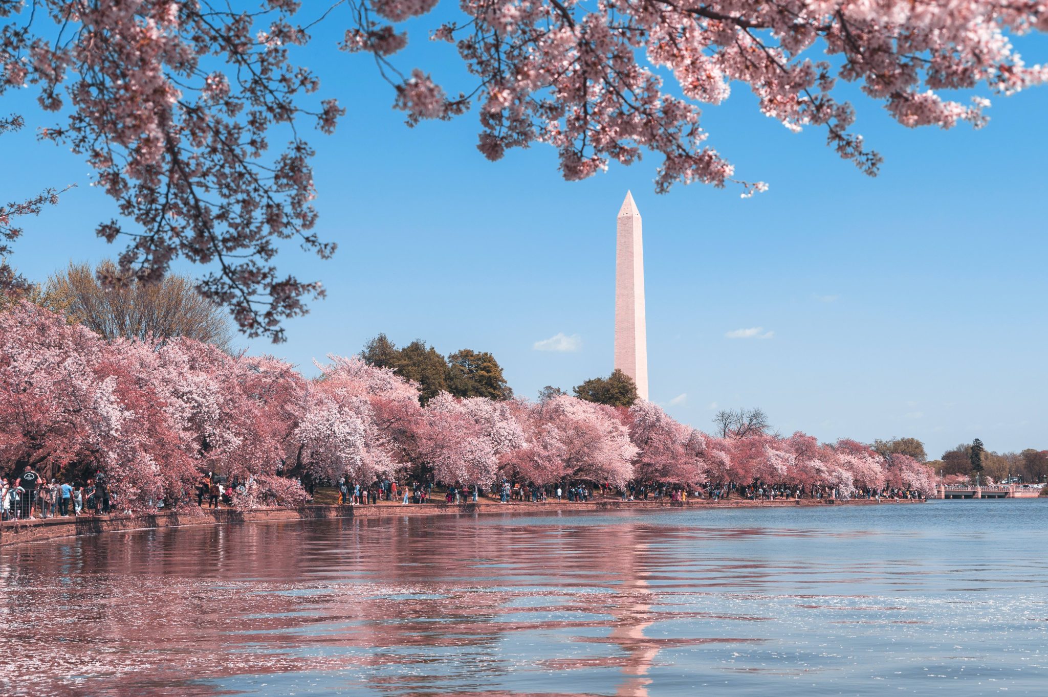 Cherry Blossoms in bloom near the Washington Monument