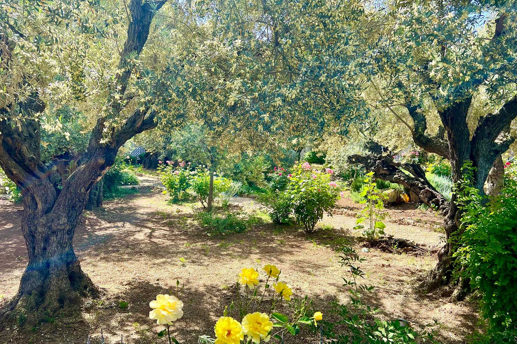 Picture of beautiful trees and plants in the Garden of Gethsemane