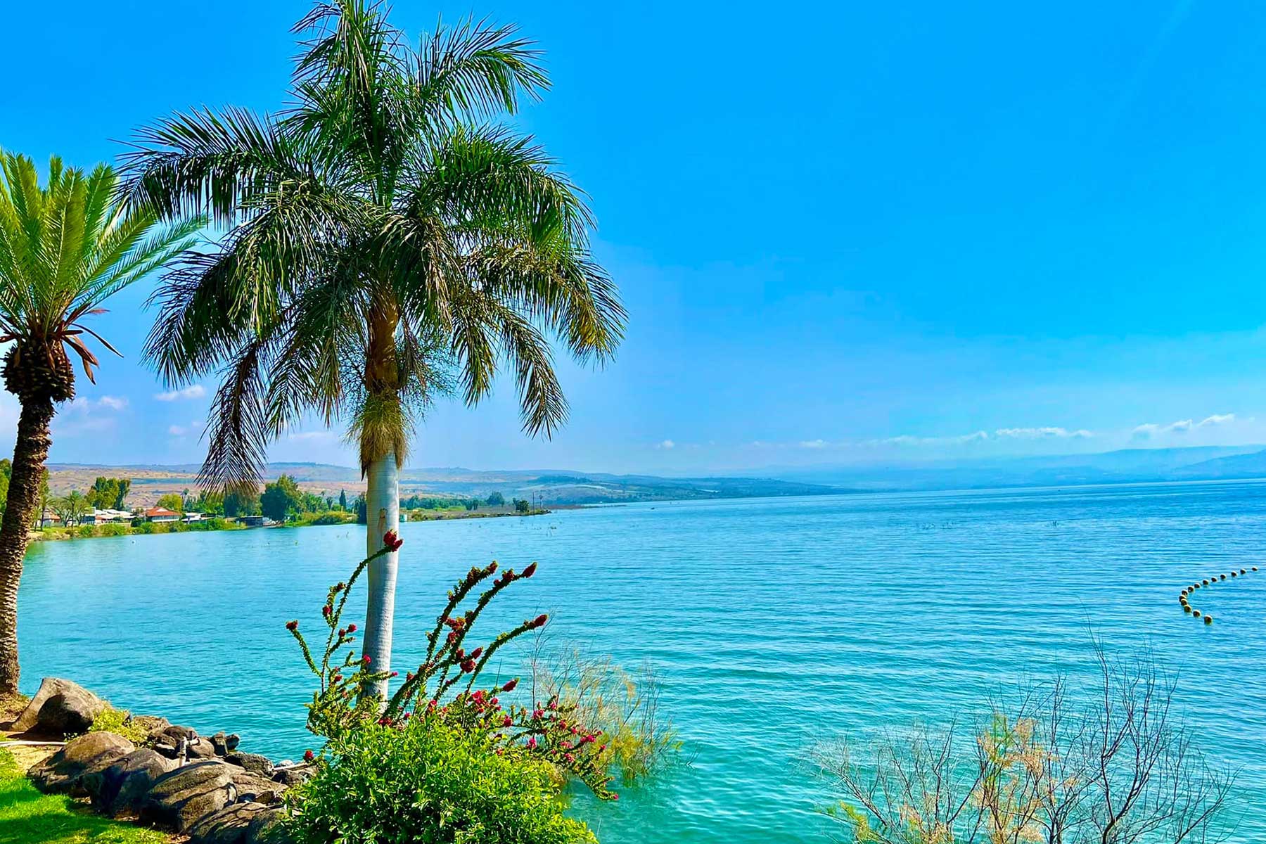 Picture of trees and water at the Sea of Galilee
