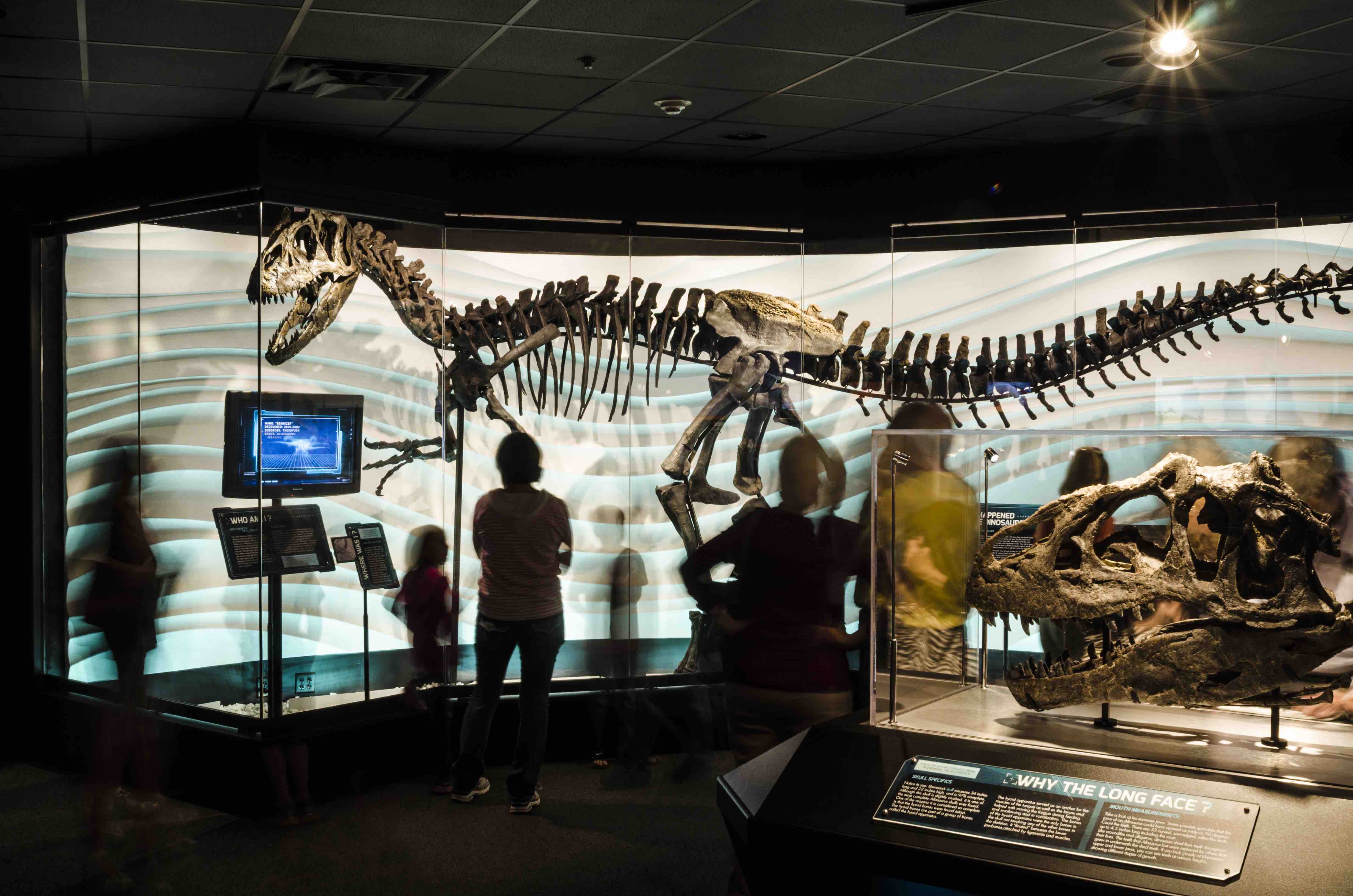 Dinosaur skeletons on display at the Creation Museum