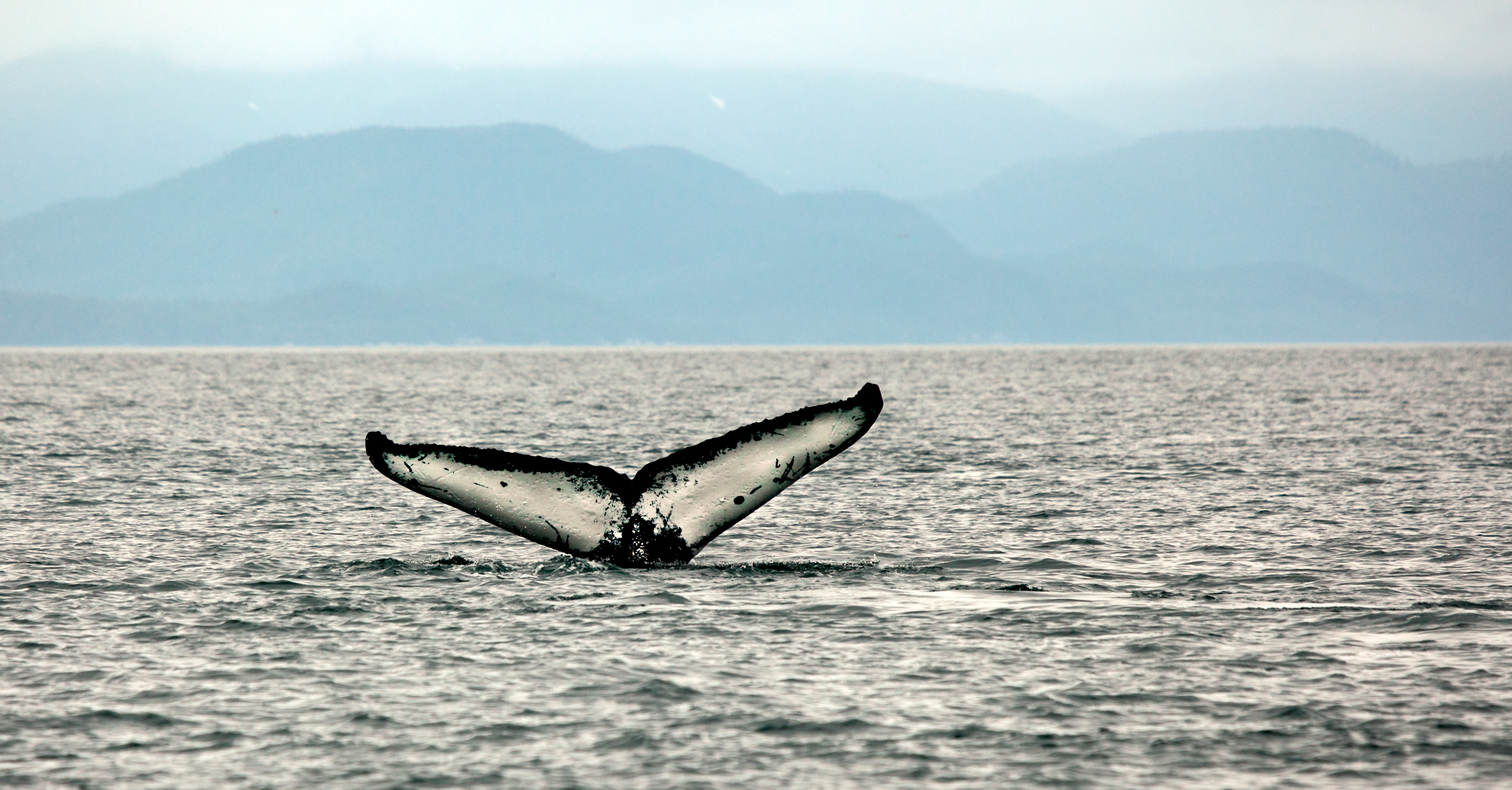 humpback whale tail Alaska 