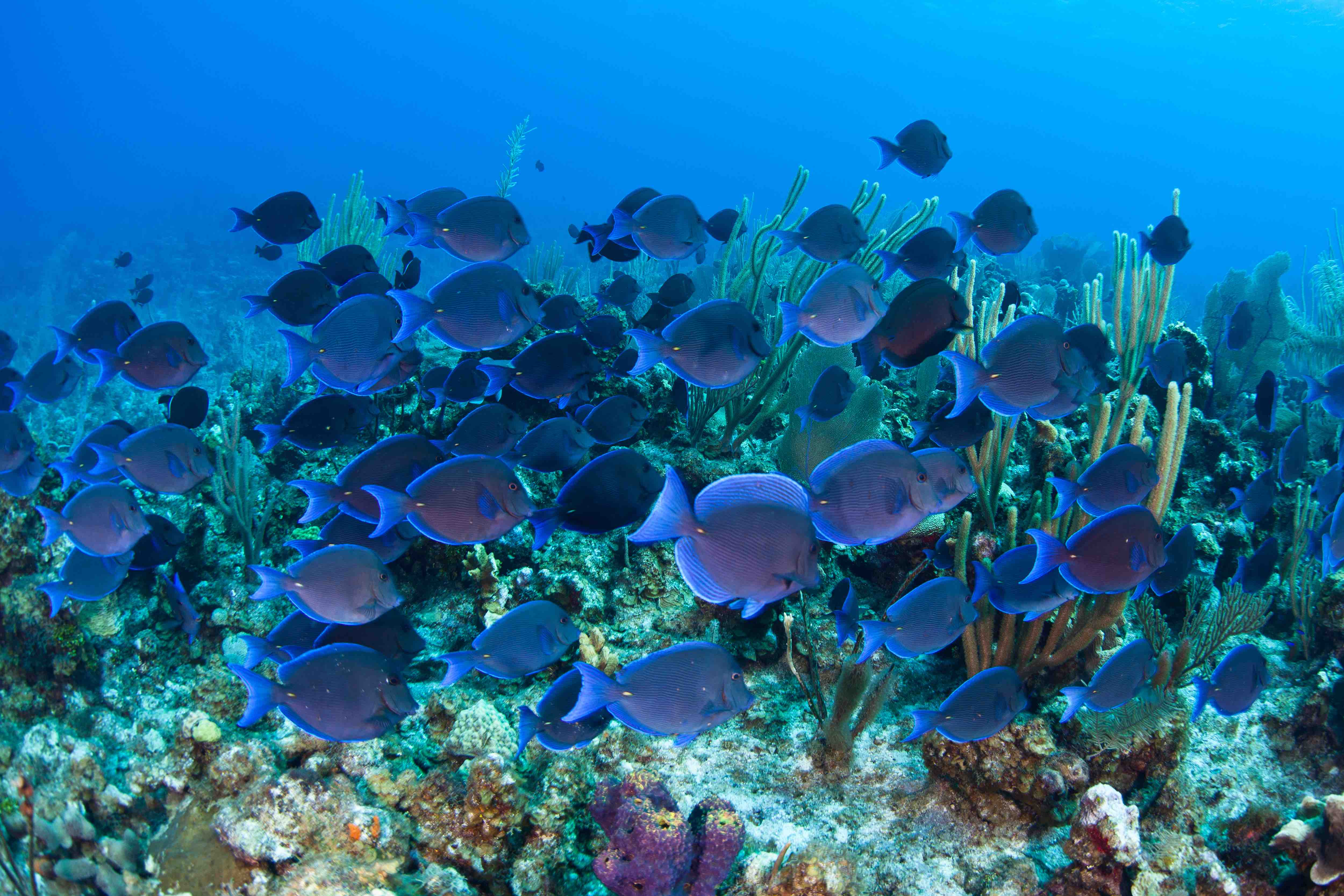 A school of Blue tang fish swim over a coral reef in Grand Cayman