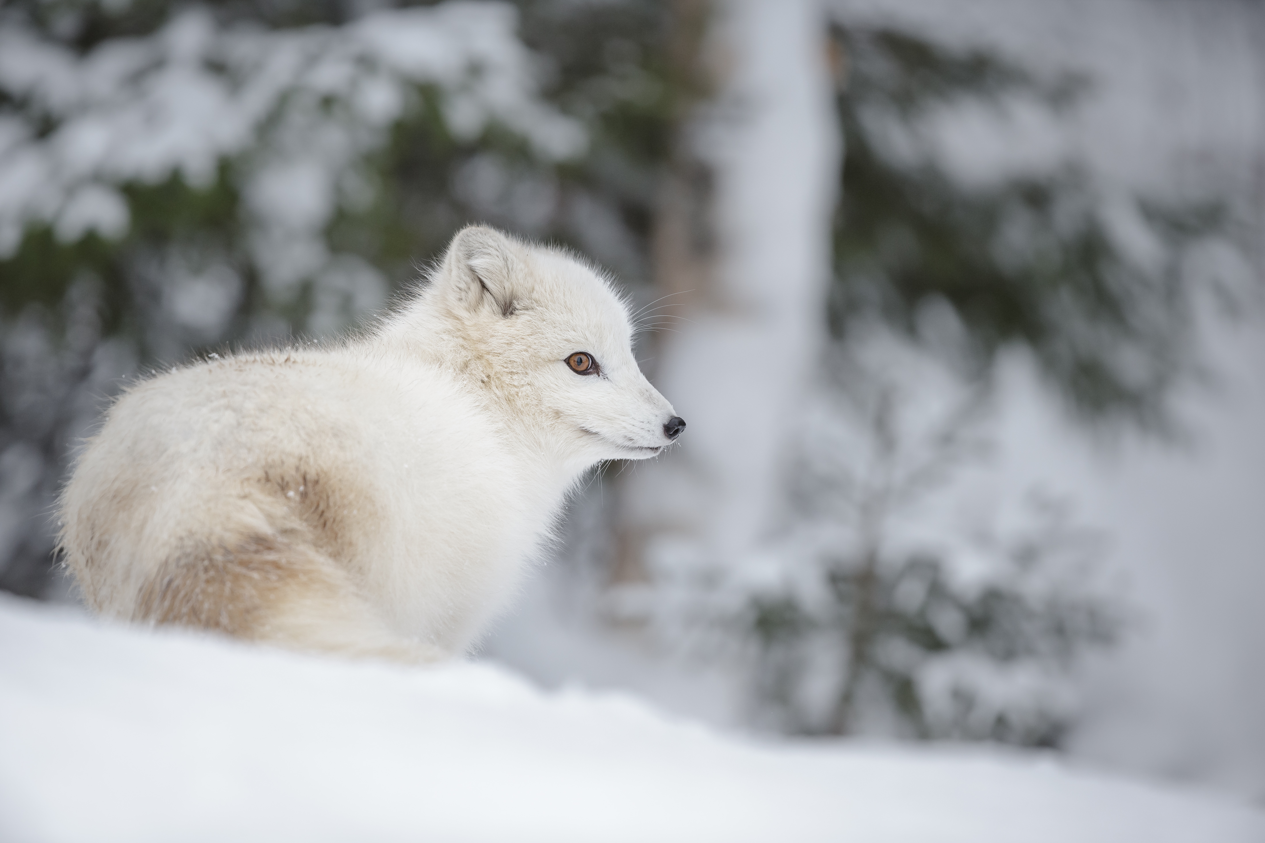 arctic fox, Norway