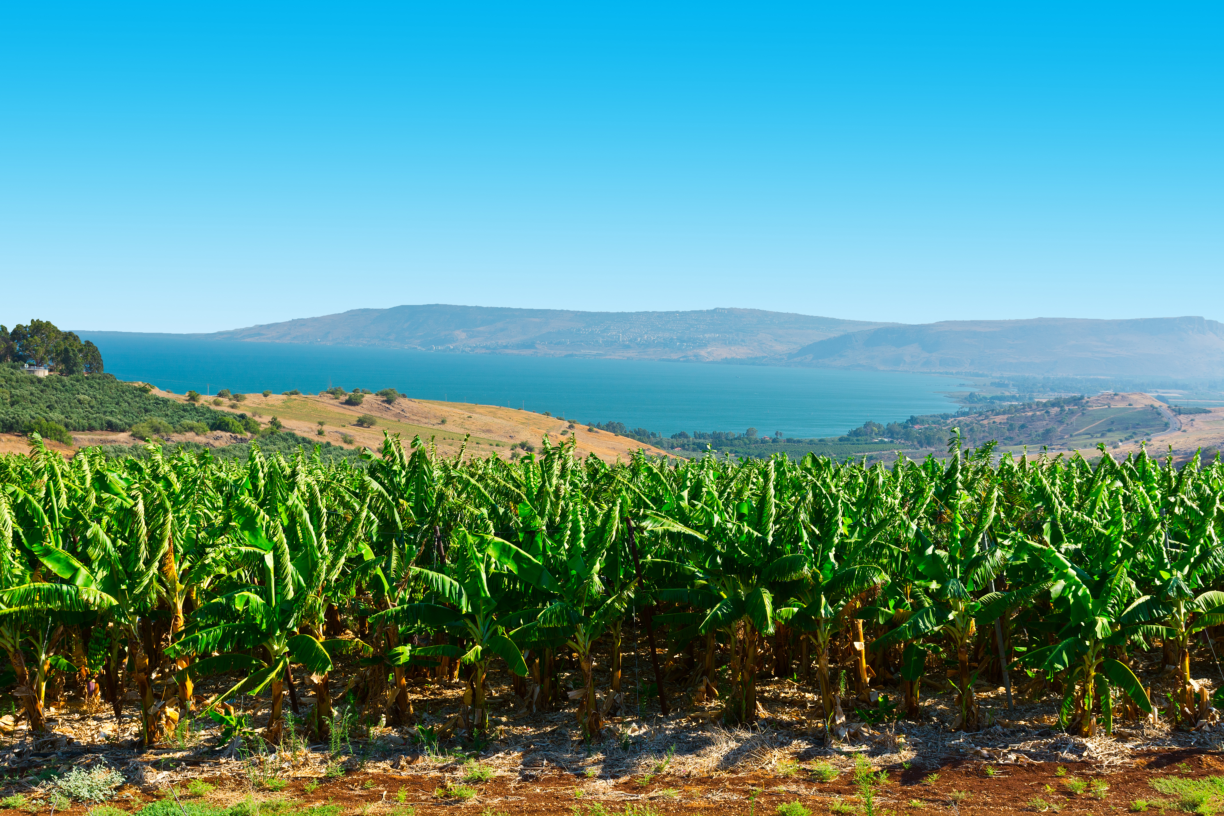 Banana Plantation in the Golan Heights, Israel 
